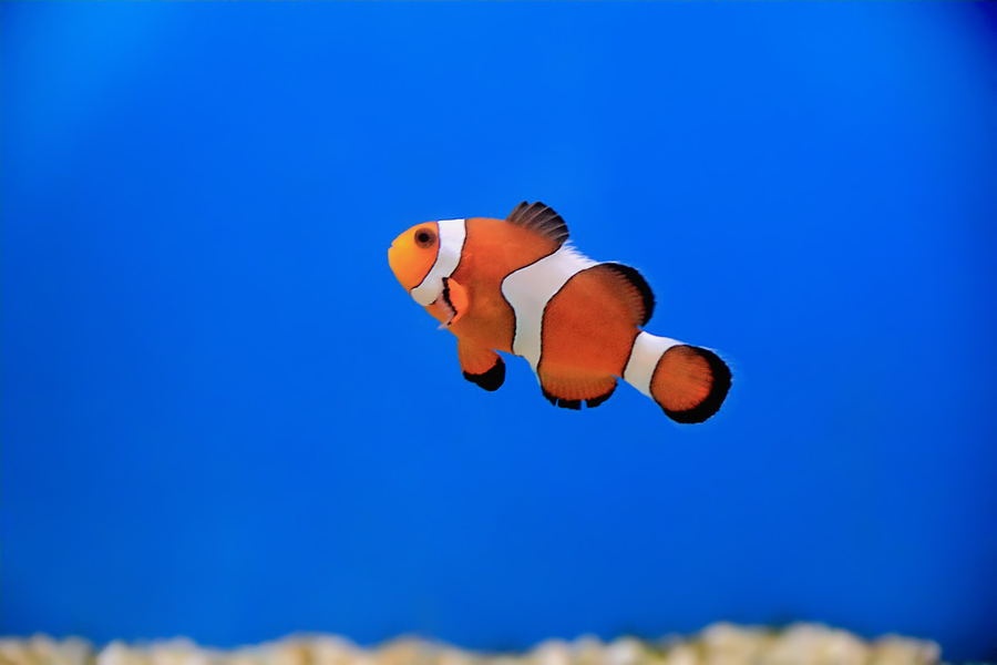 Semana da Criança: faça bacalhau com batata bolinha inspirado em Procurando Nemo.